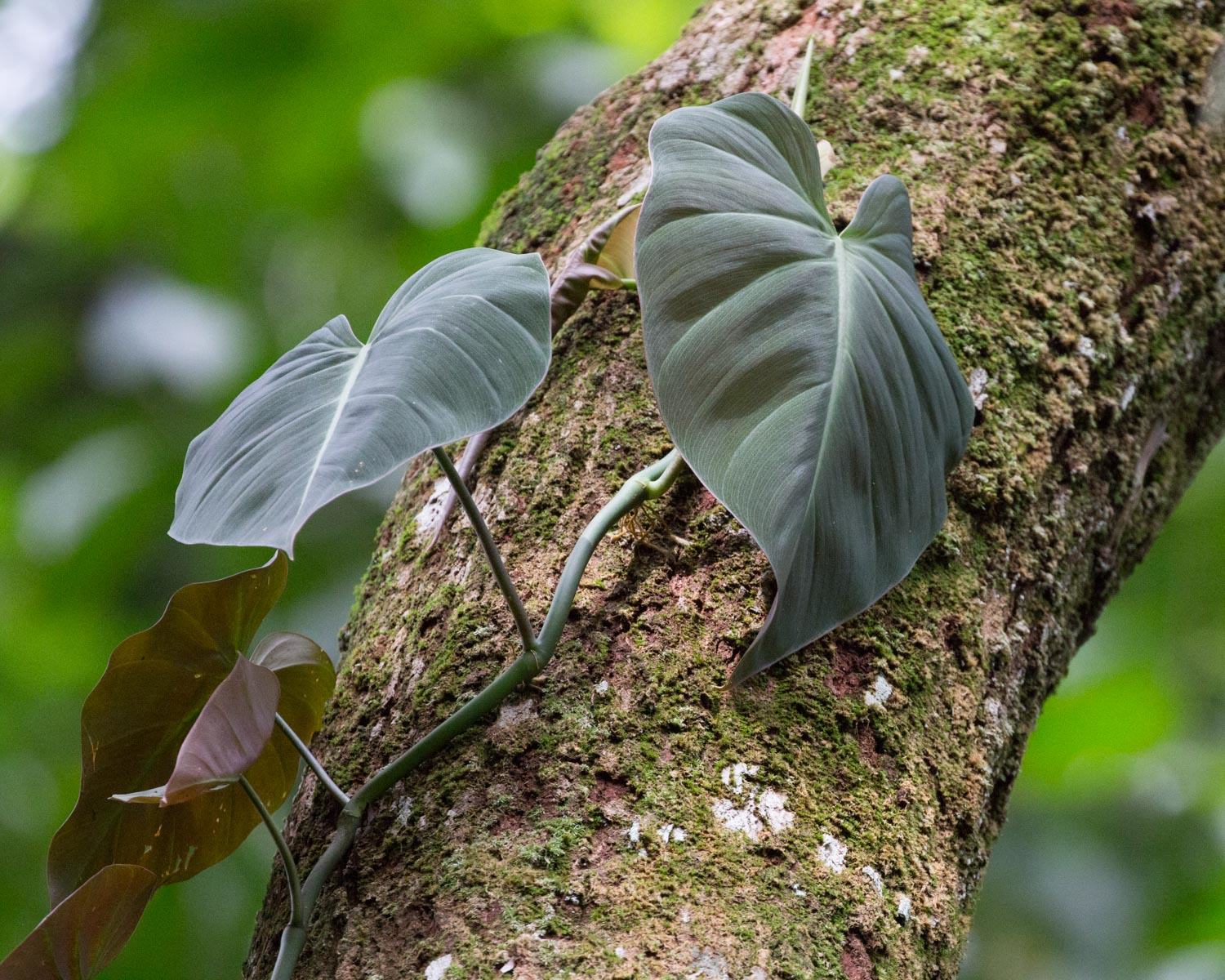Philodendron scandens